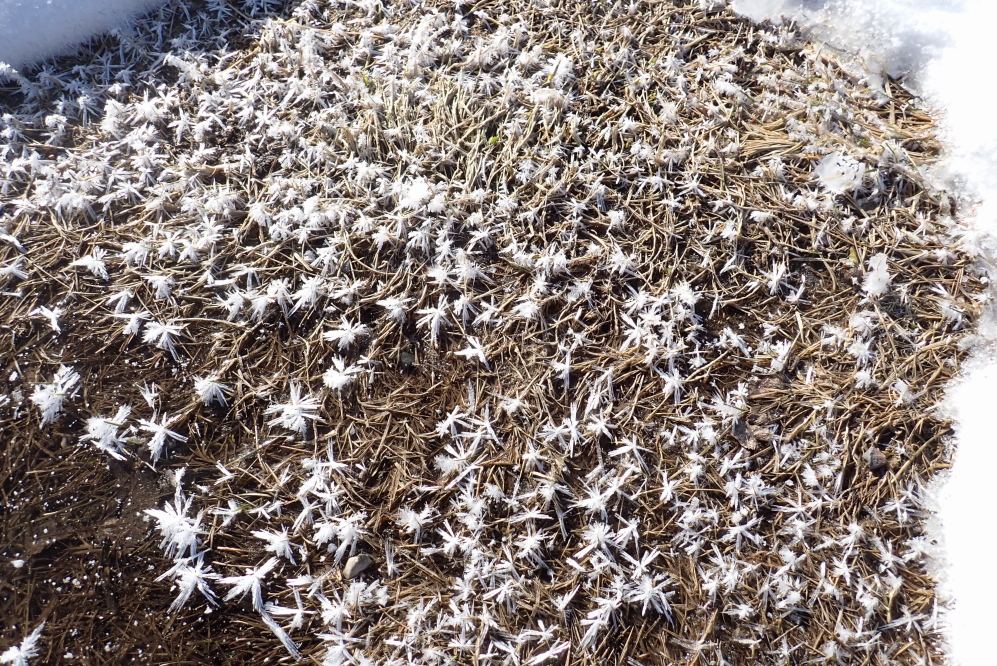 Single digit morning lows produced frost blossoms on any previously unfrozen puddle.
