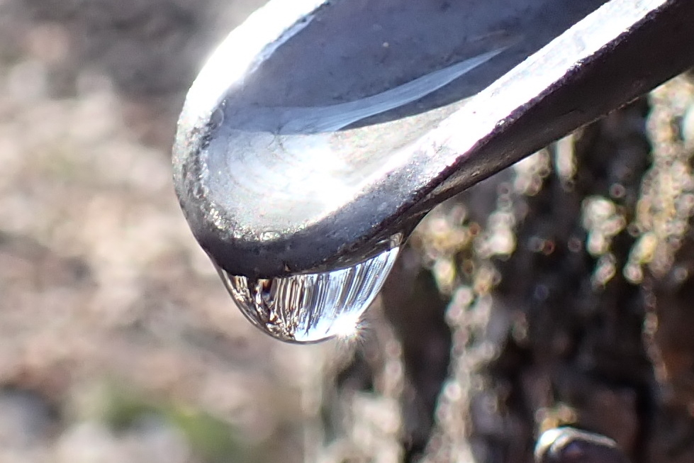 Maples were still dripping a little when the order was given to pull the taps.
