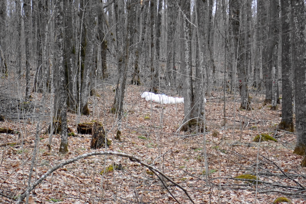 At the start of last week, the men dealt with the tapping detritus that littered the sugarbush.