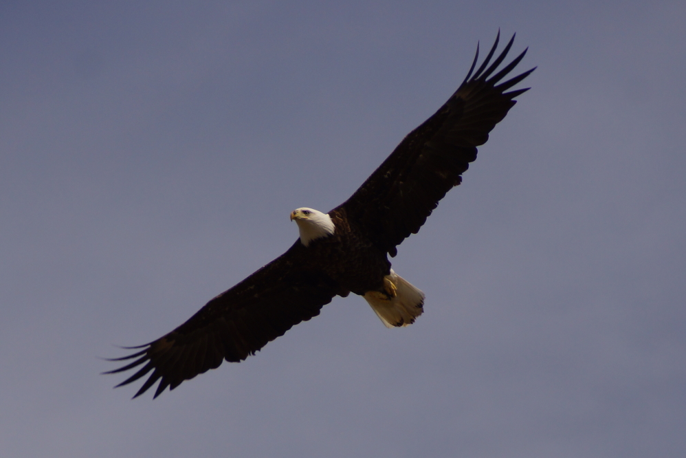 At the peak of the ice parade, a lone eagle made a very low pass along the north shore.