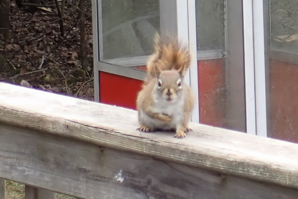 Our local squirrels are becoming more well mannered as of late. They give a little bow now before getting on with their evil.
