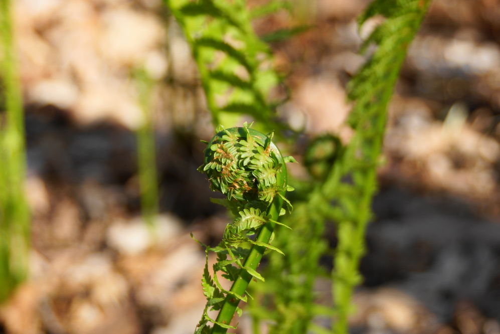 The fiddleheads are unfurling.