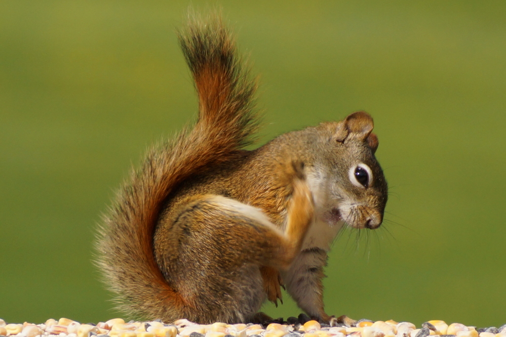 Local squirrels have yet to commit any real crime, but you know that they are just itching to do some evil.