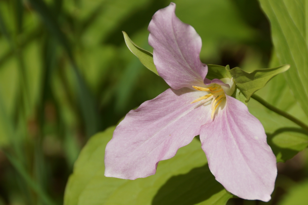 There are signs that trillium season will soon come to an end.