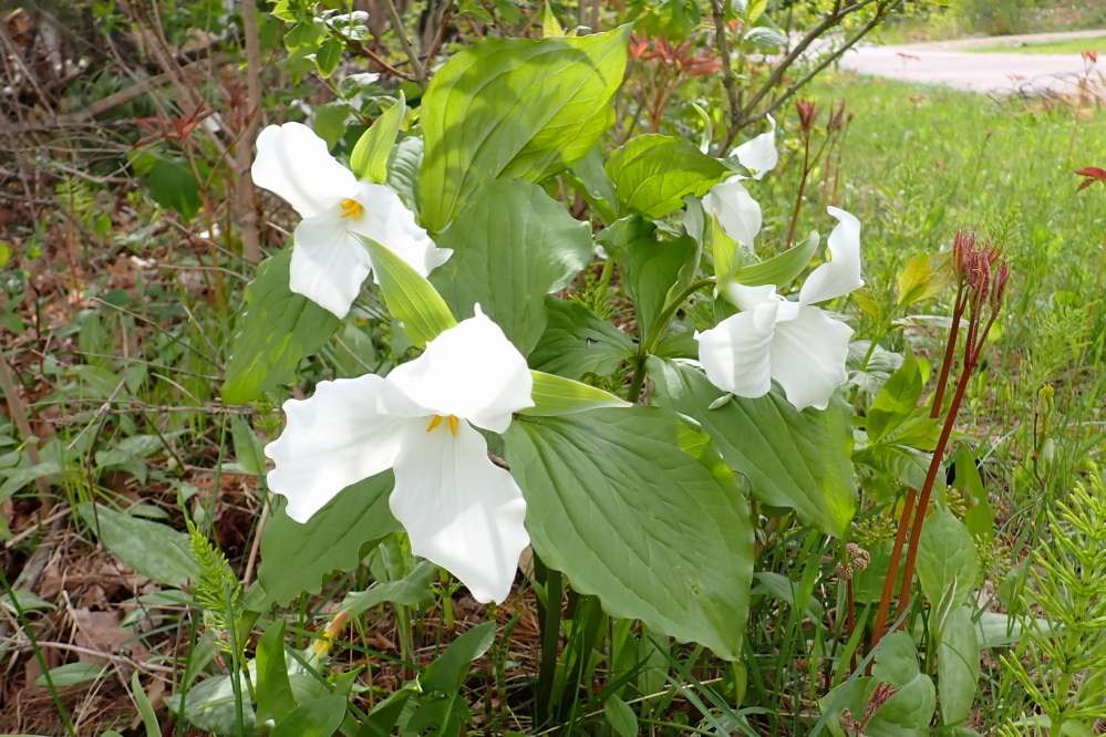 There are still many, many trillium covering the forest floor.