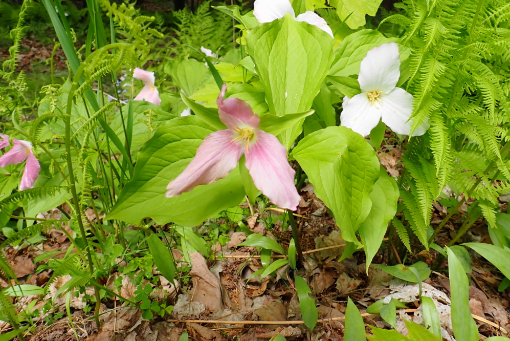 Most of the trillium have made it to June.