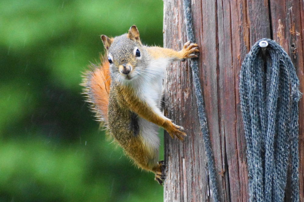The squirrels don't enjoy the rain. The precipitation seems to have kept their reign of evil to a minimum through the weekend.