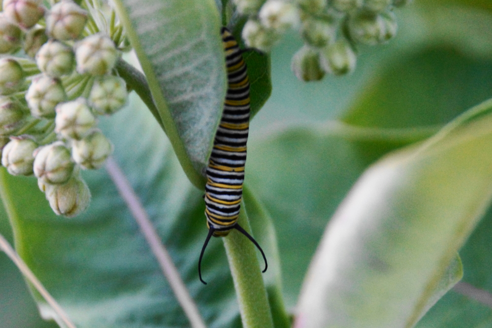 The milkweed on the side of the busy detour known as Potawatomi Trail have a monarch caterpillar infestation. Maybe the word "infestation" is a little strong. We only saw one, but that's one more than we've ever seen before.