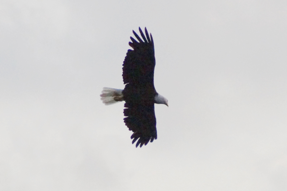 A few eagles were hunting (fishing mostly) up the north end of the lake all week.