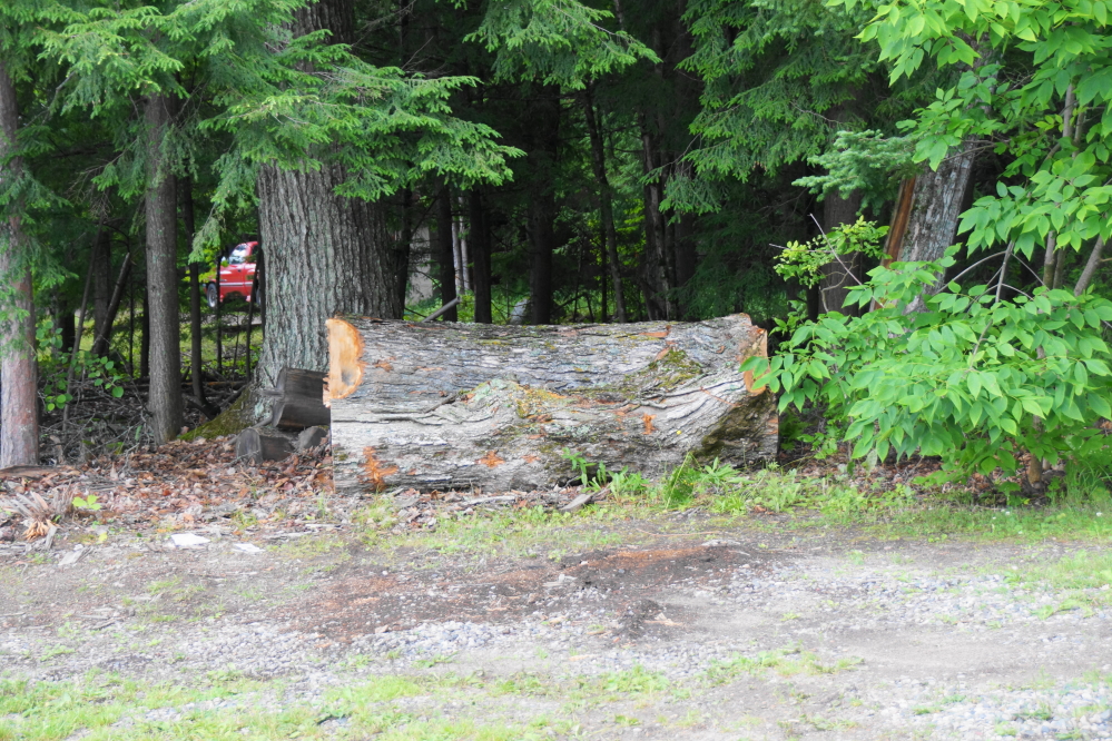 The bigger twigs were put aside for crafting or something.