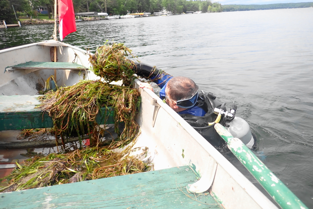 There are several ways to control Eurasian milfoil. We choose pulling which is effective at reducing current abundance of plants and is useful to clear show docks. Our diver (and LLAA board member) pulled an entire tank of air worth in about 90 minutes.