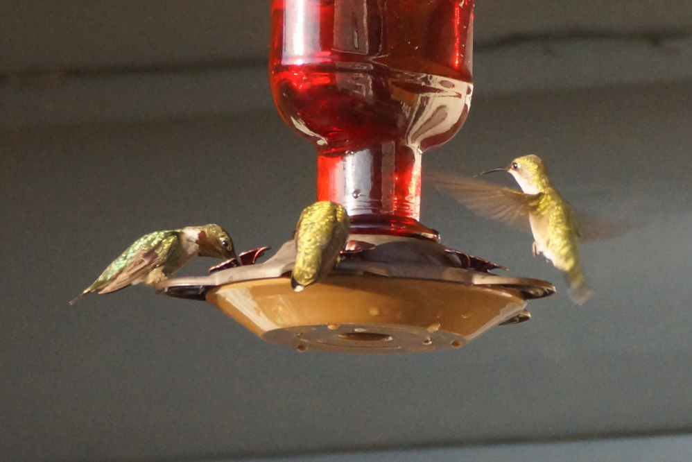 The hummingbirds that had disappeared for a few weeks came back and are drinking a quart of feeder food per day.