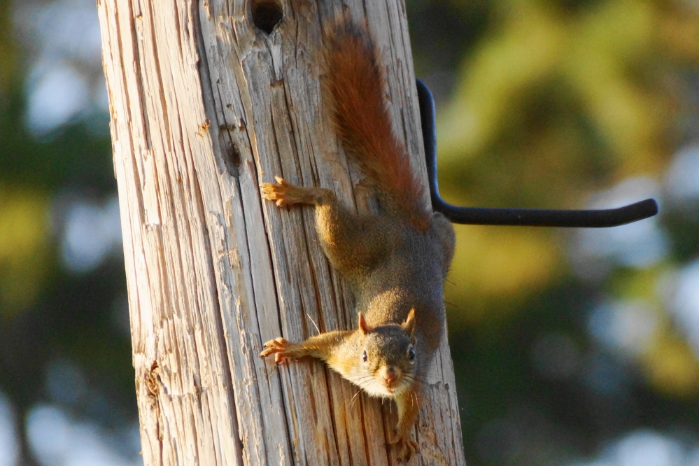 The squirrels were not gone.