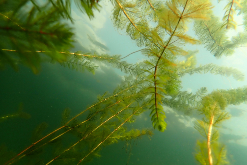Patches of Eurasian milfoil are loving the weather and Lucerne.