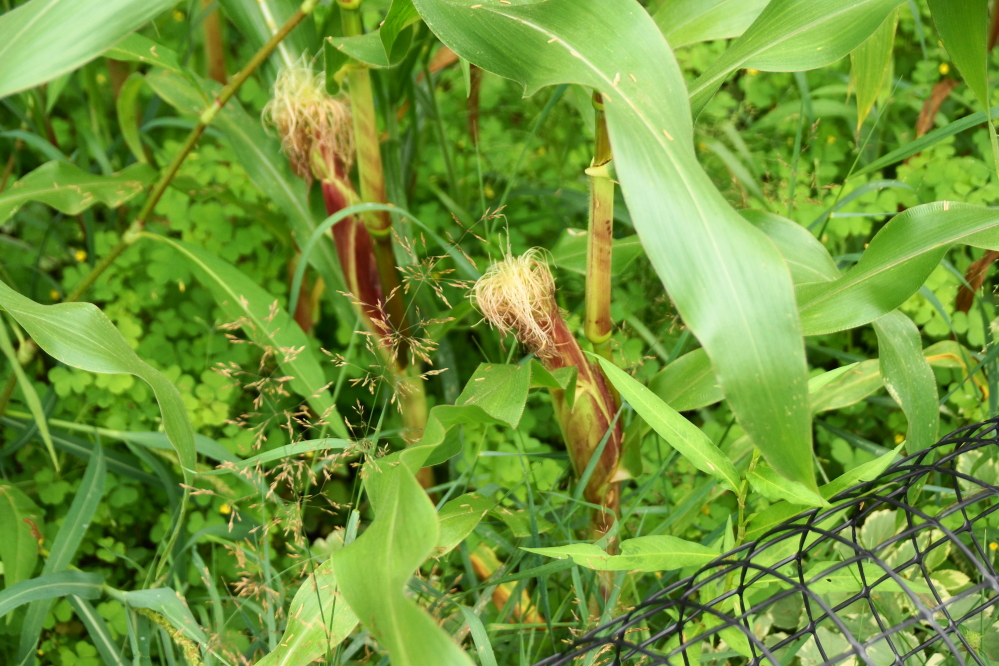 Corn fields, well...a corn field, on the north end of Lucerne is just weeks away from its first picking if the deer don't beat us to it.