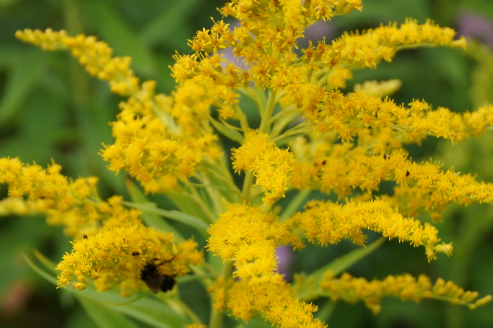 The murk moved on mid-week (Huzzah!), just in time for ragweed pollen season.