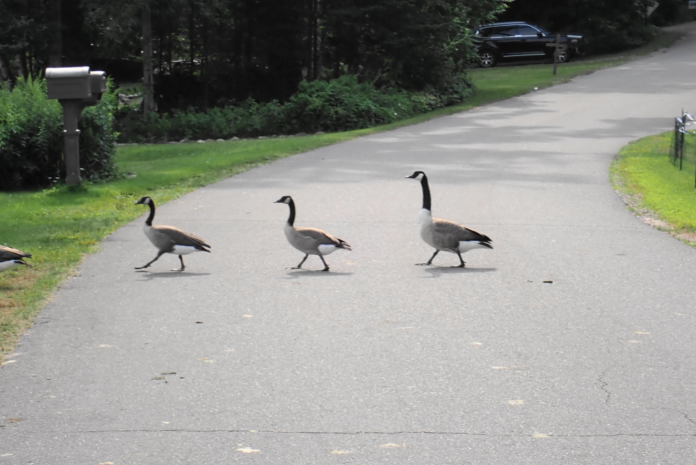The foul fowl are getting way too comfortable on the north end of the lake, going so far as to do Abbey Road album cover recreations on West Shore Drive.