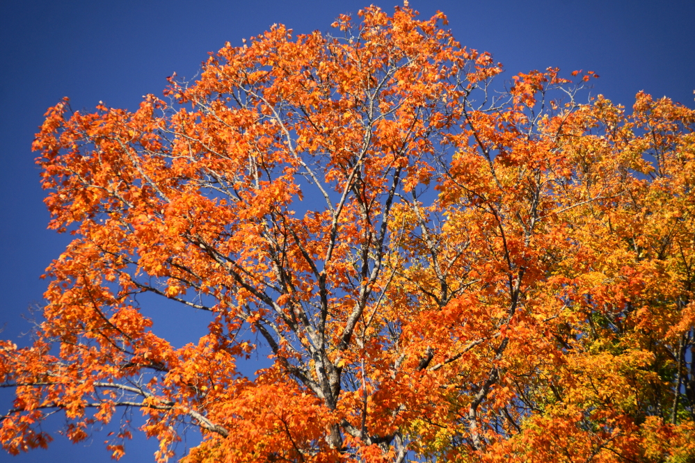 If you're planning a fall color trip to the area you missed it, but another round of color is just 52 weeks away.