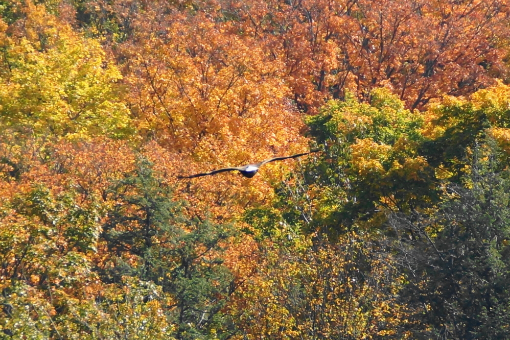 As leaves changed from green to not green, eagles were spotted floating above all the color.