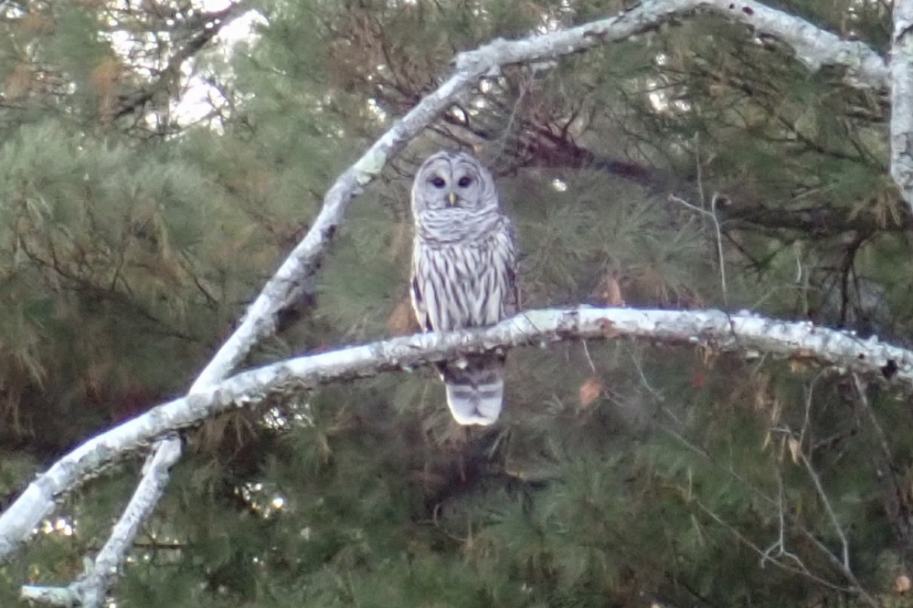 One of the eagles at a local golf course was owl shaped.