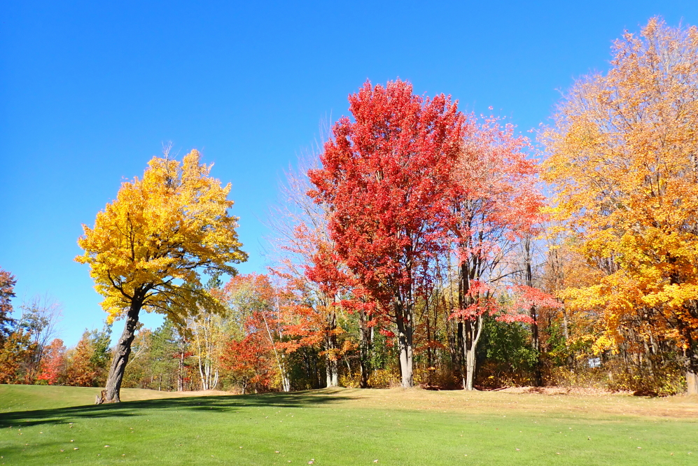 Some of the trees at the NCC are in full spectacle.