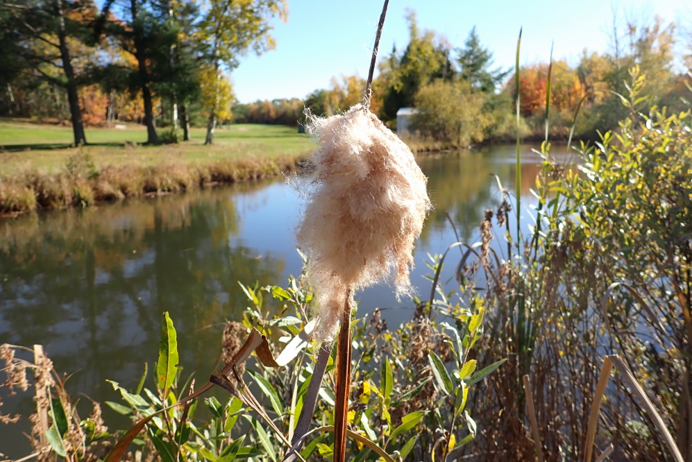 The cattails are getting totally splodey.