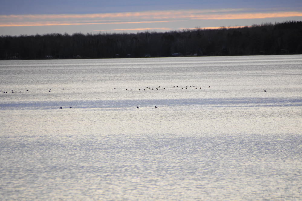 The great gathering of water fowl is one of the last open water events of the year.
