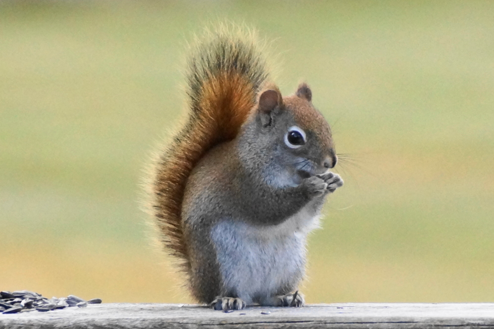 Local squirrels were hyper-active before the change. We haven't seen a one since. Winter 2025: Now with more cold and less squirrel. Sign us up!