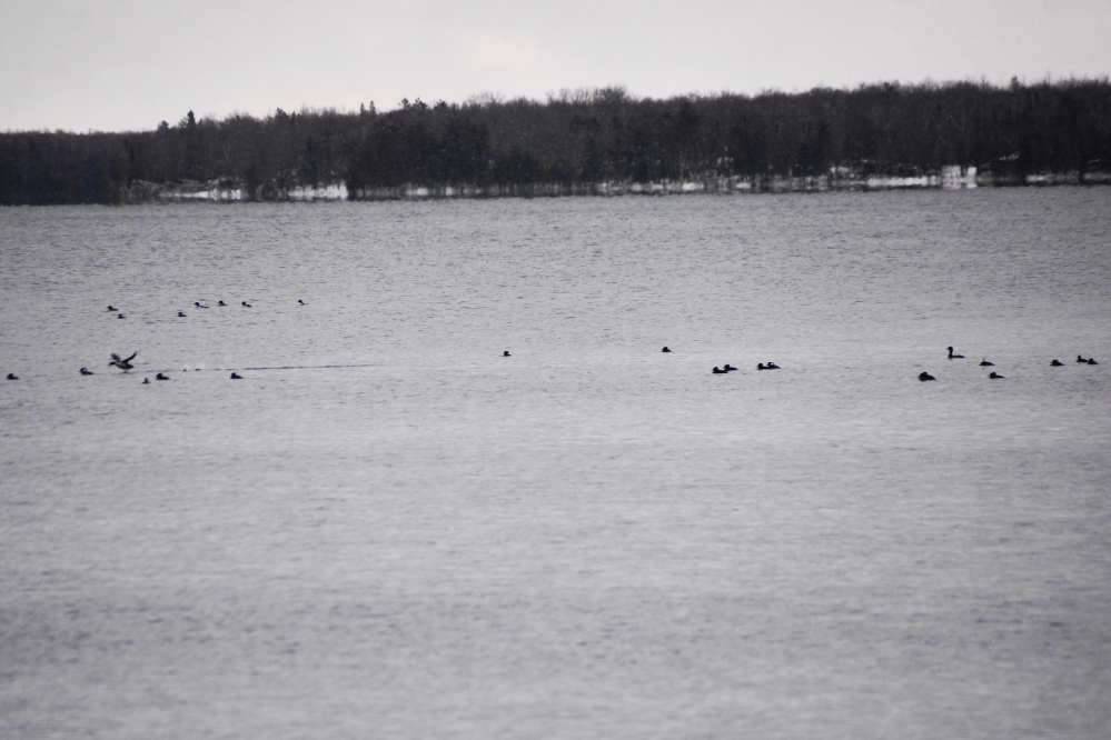 The five swans were not alone. Hundreds of other water fowl were observed enjoying the open water.