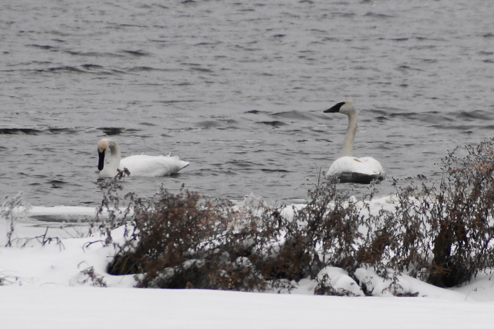 There were more mergansers than could be accurately counted and even a few loons and swans for good measure.