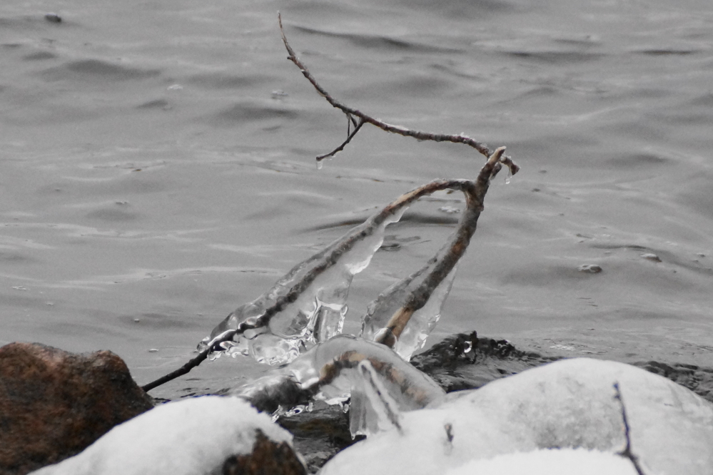 Branches on the shore looked disturbingly like those during the ice storm at the <a href='/WeeklySummaryPages/2025/0406/wilderN.html' class ='defaultlink2' target='_blank'>beginning of April</a>.