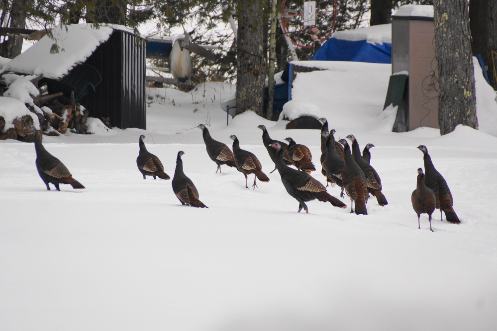There were also wild turkeys.