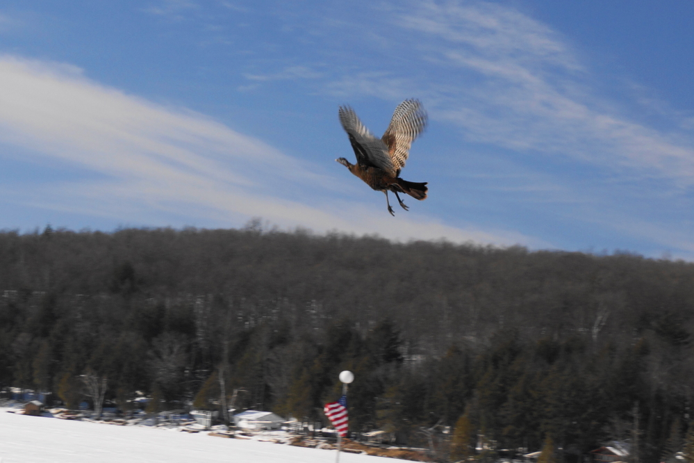 The warm weather's slow demise started with a one turkey flyby.