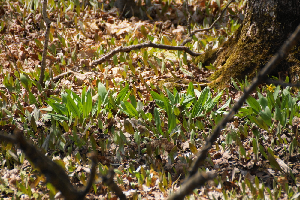Some plants handle the cold well. Ramp season has been strong all spring.