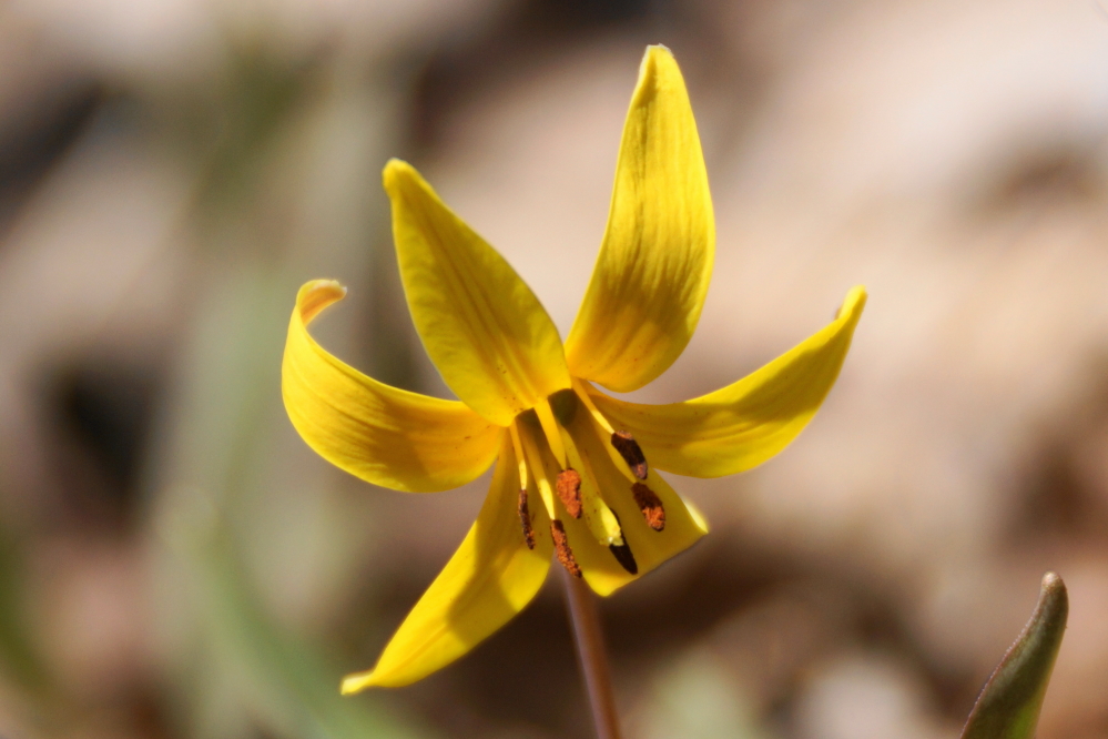 The frost immune trout lillies have been coloring up forests and lawns for weeks now.