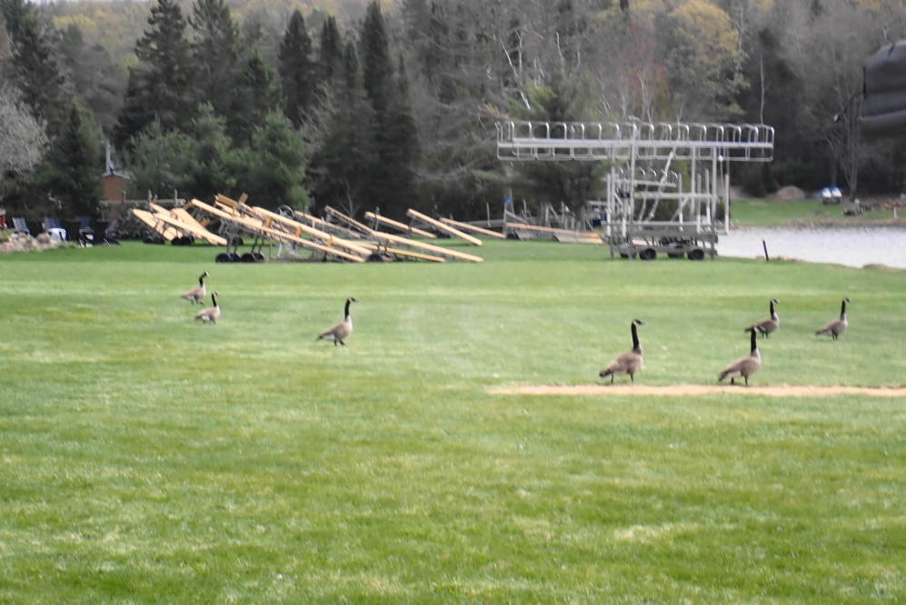 The cold, dry air has produced a bumper crop of geese on the north end of Lucerne. We've counted 15 so far. 