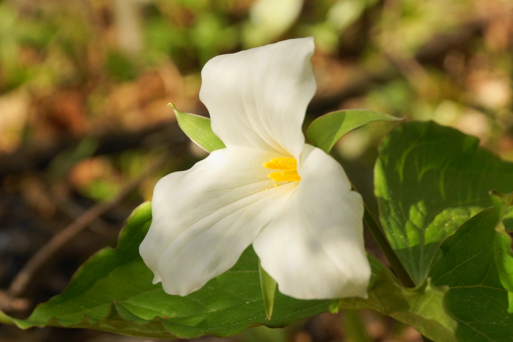 Ramp season is ending, but trillium season is here.