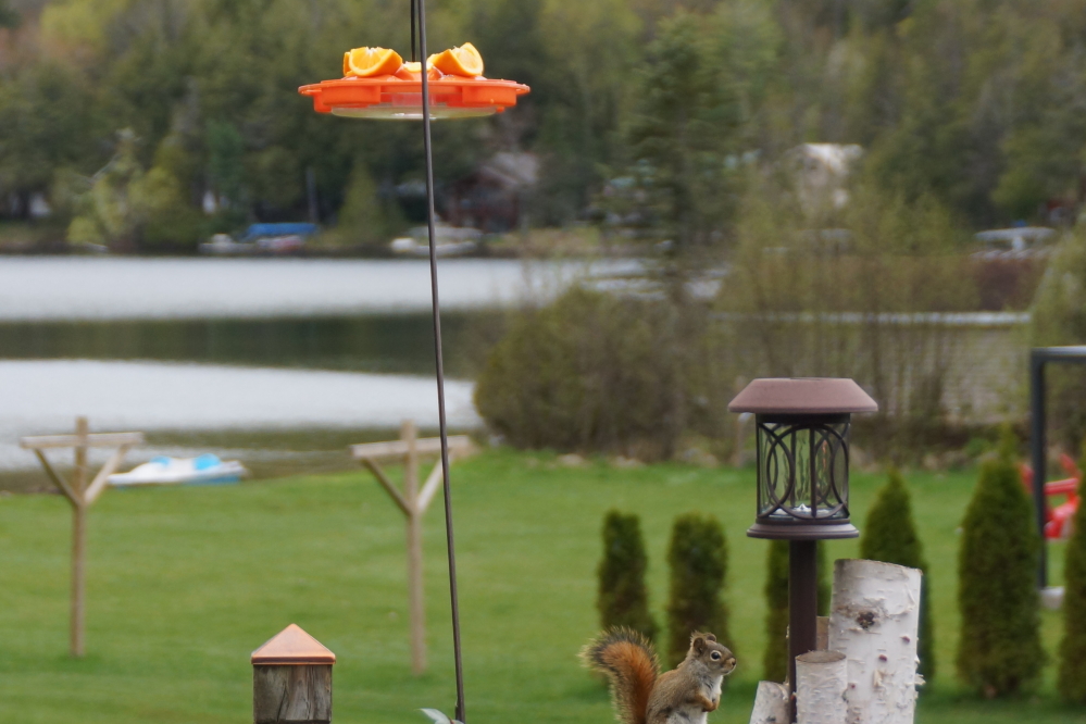 Local squirrels have been strong-arming the bar for more tribute by stating, "Nice oriole feeder you got there. It'd be a pity if the fruit somehow fell off of it." As long as small piles of seeds are placed on deck rails, the oranges stay on the feeder.