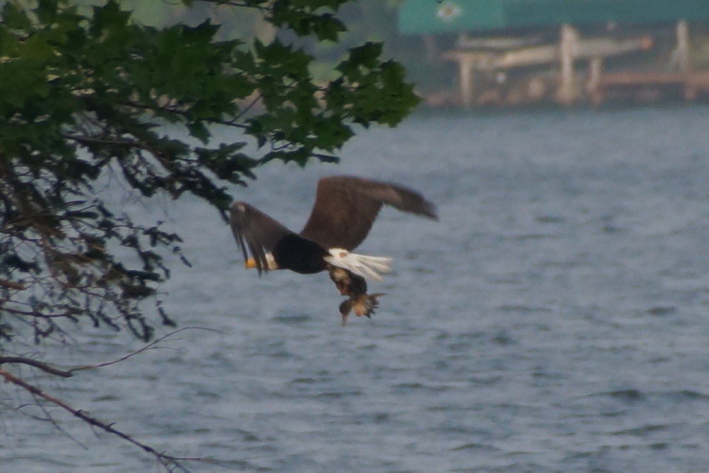 It took about 24 hours, but worked out pretty well. (For the eagle.)