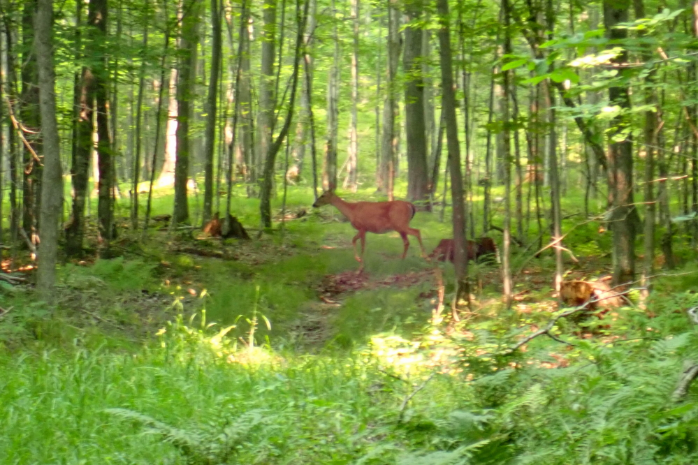 On a smokey Sunday, some of the men went into the woods around the lake to mine the last of the wood for tapping. It got a little deer-y.