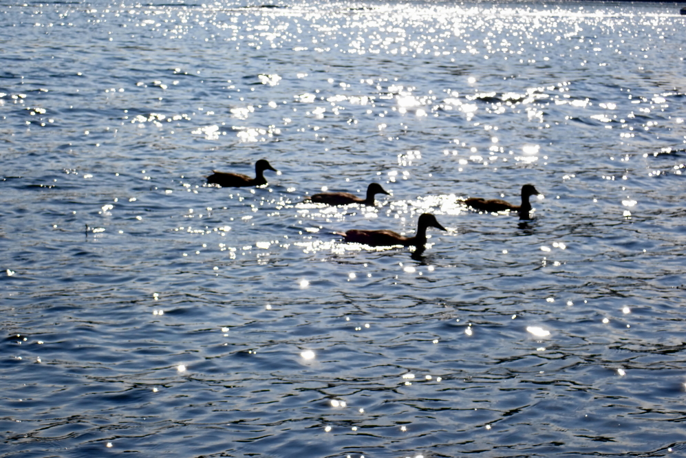 Lake Lucerne