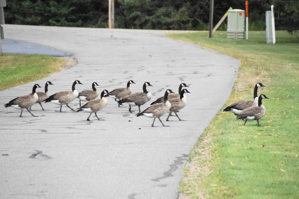 The rain seems to have re-sprouted the geese. They were sliming up lawns and blocking traffic on the north end just before the weekend.