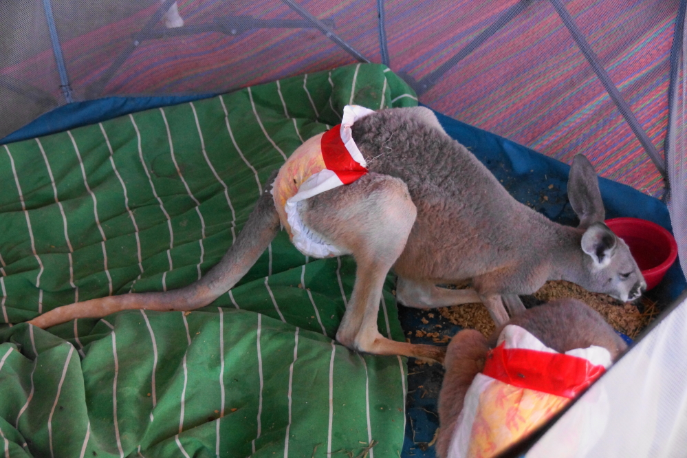 And baby kangaroos!