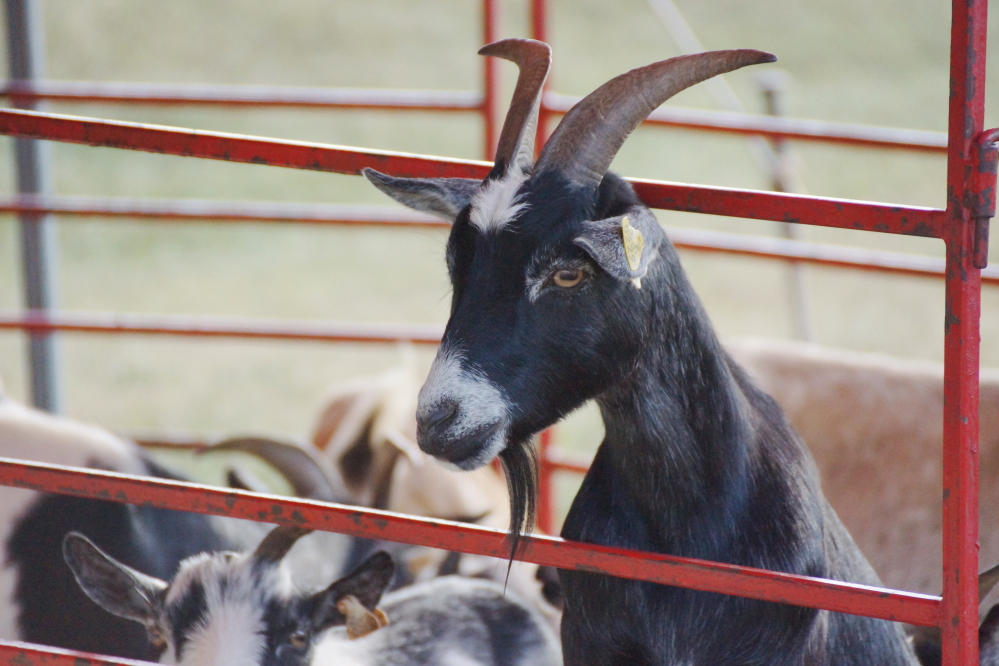 There was a small petting zoo that had goats and bunnies.