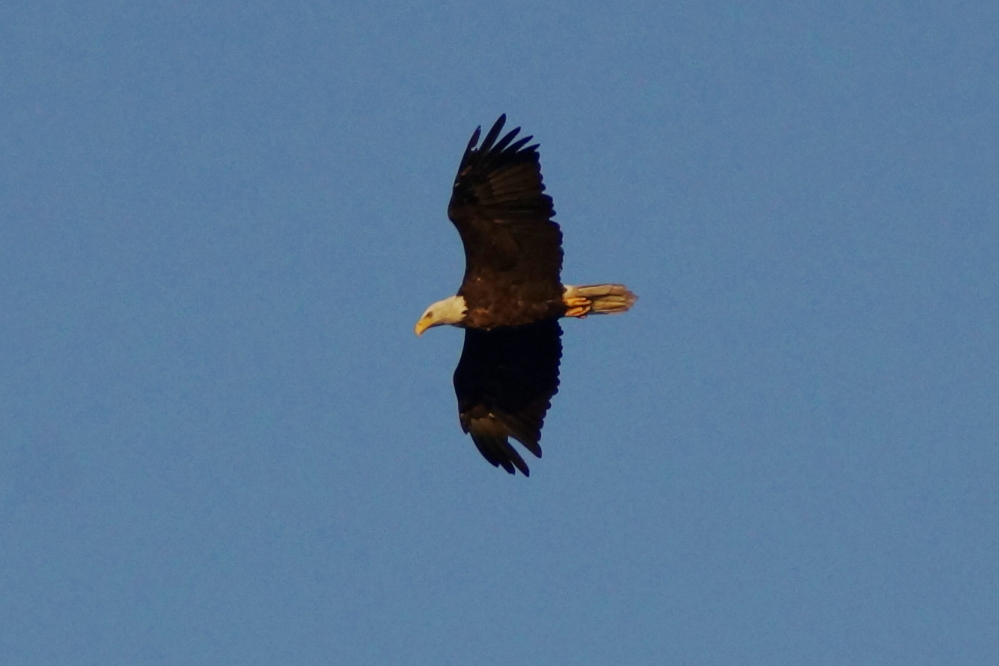 And an eagle flyover.