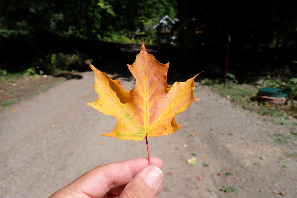 Some of the trees are also expanding the local color palette.