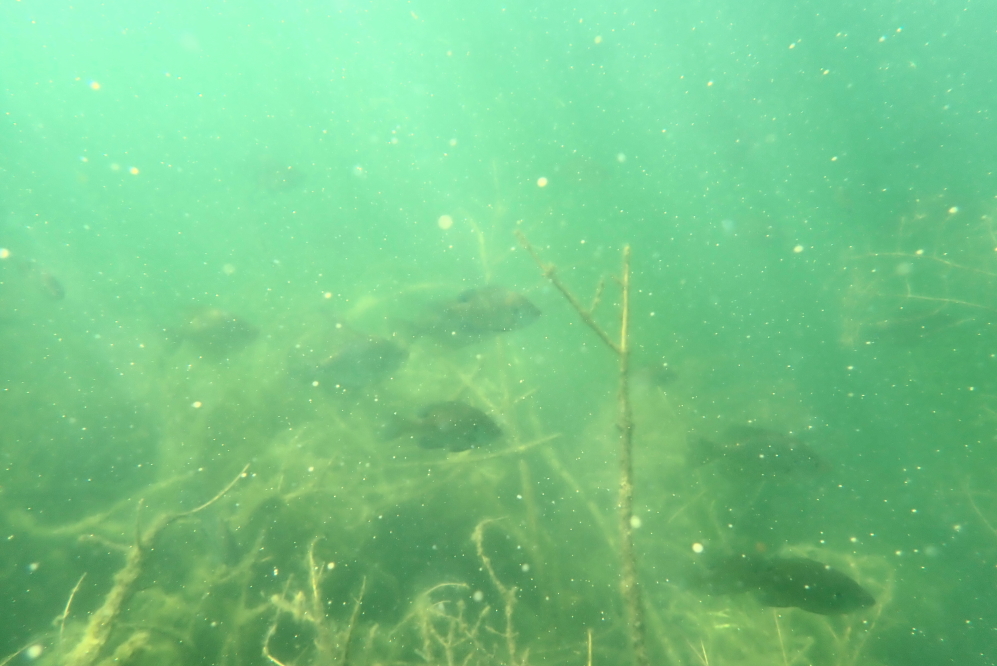 The fish are still thick and active on the cribs.