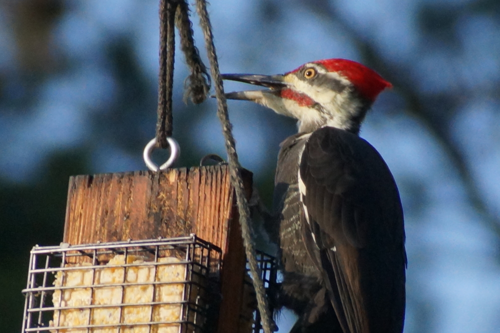 It's getting hard to keep the suet feeder plenished when the Pileated comes hungry.