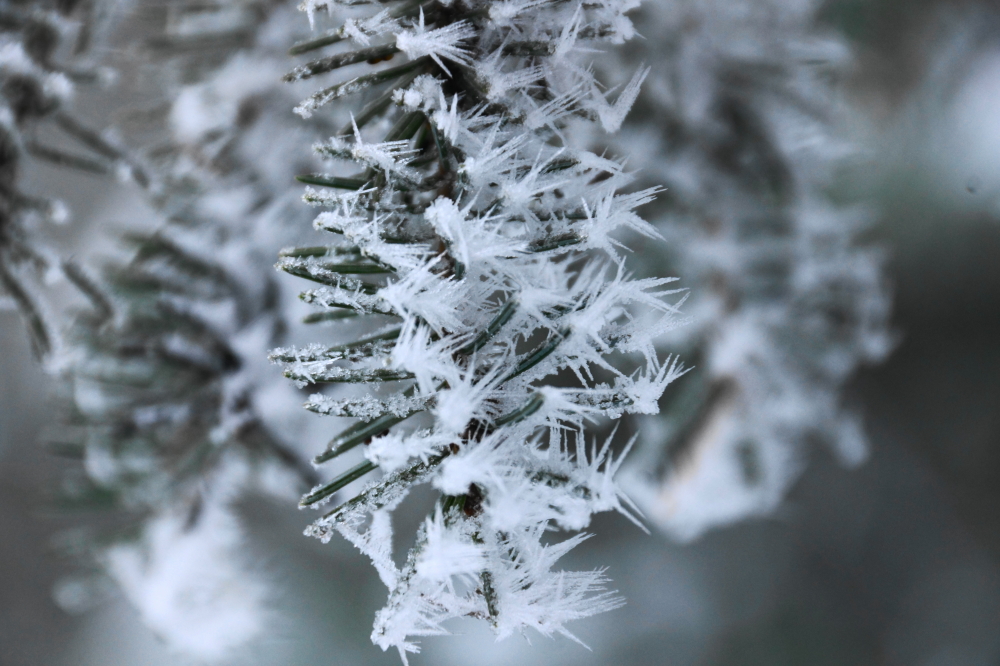 Hoarfrost.